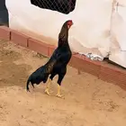 ديك شامو الالماني فاخر