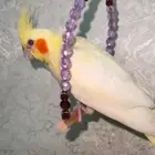 كروان لاتينو هدد