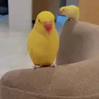 درة لاتينو ذكر اليف