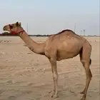 بكره مهجنه