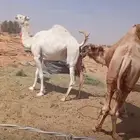 للبيع لقحه وضحى