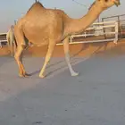 لقحه حمرا