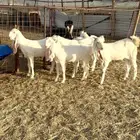 جفار صنف فاخره