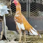 ديك باكستاني سندي