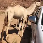 هجن