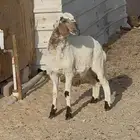 رخل هجين