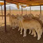 طليان حريه ذبايح