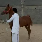 مهرة