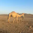 قعود باتلي جذع آخر الزمان