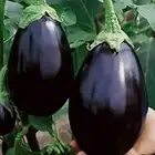 كرتين بذنجان اسود للبيع