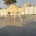 للبيع ضرايب وضح كفوو (تم البيع)