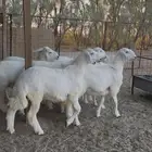 9 رخال حرية مقنوي طيب(تم البيع)