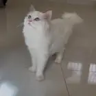 قطه للبيع