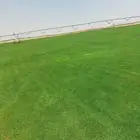 انجيلة سي 2000