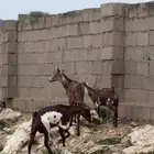 غنم وشح ثنتين دفع