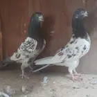 حمام باكستاني