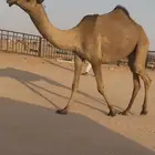 بكار صفر دبيانيات خوات