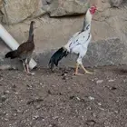 شامو