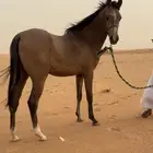 مهر كفو