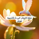 الذيبيه حفر الباطن عويل