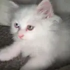 قط للبيع