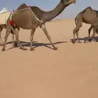 عشرا صفرا حدرها قعود