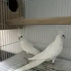 زوج كروان البينو منتج