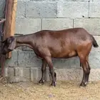 عنقان دهم دبس جم