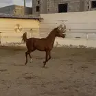 مهره شعبيه فااخره