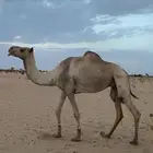 هجن