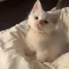 قطه عمرها شهرين متعلمه على اللتر بوكس عيونها مختلفه