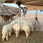 للبيع غنم حريات