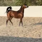 فحل متاح للتشبيه (تلقيح الأفراس) لوجه الله