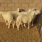 خرفان حريات