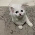 بسه للبيع