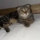 قط سكوتش للتبني