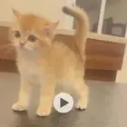 سكوتش ستريت