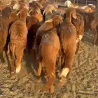 للبيع سواكني مربوط شرط