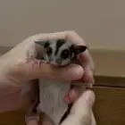 للبيع السنجاب الطائر