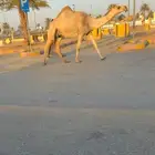 للبيع لقحه ملاقي ( تم البيع )