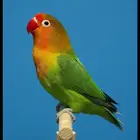 ابي روز أليف او فشر أليف