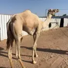 هجن