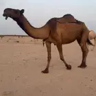 ناقه ضروريه صفراء