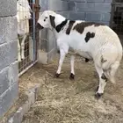 خرفان حريات تربية مزارع وجبال