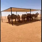 مضلات الإبل