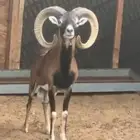 وعل