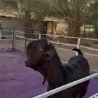 معزاء شاميات فاخره دفيع شرط