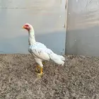 شامو الماني