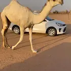 للبيع قعود