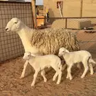 شاه خلفه صنف الصنف متوم حرشاء وجريم فاخره(( تمم البيعع ))
